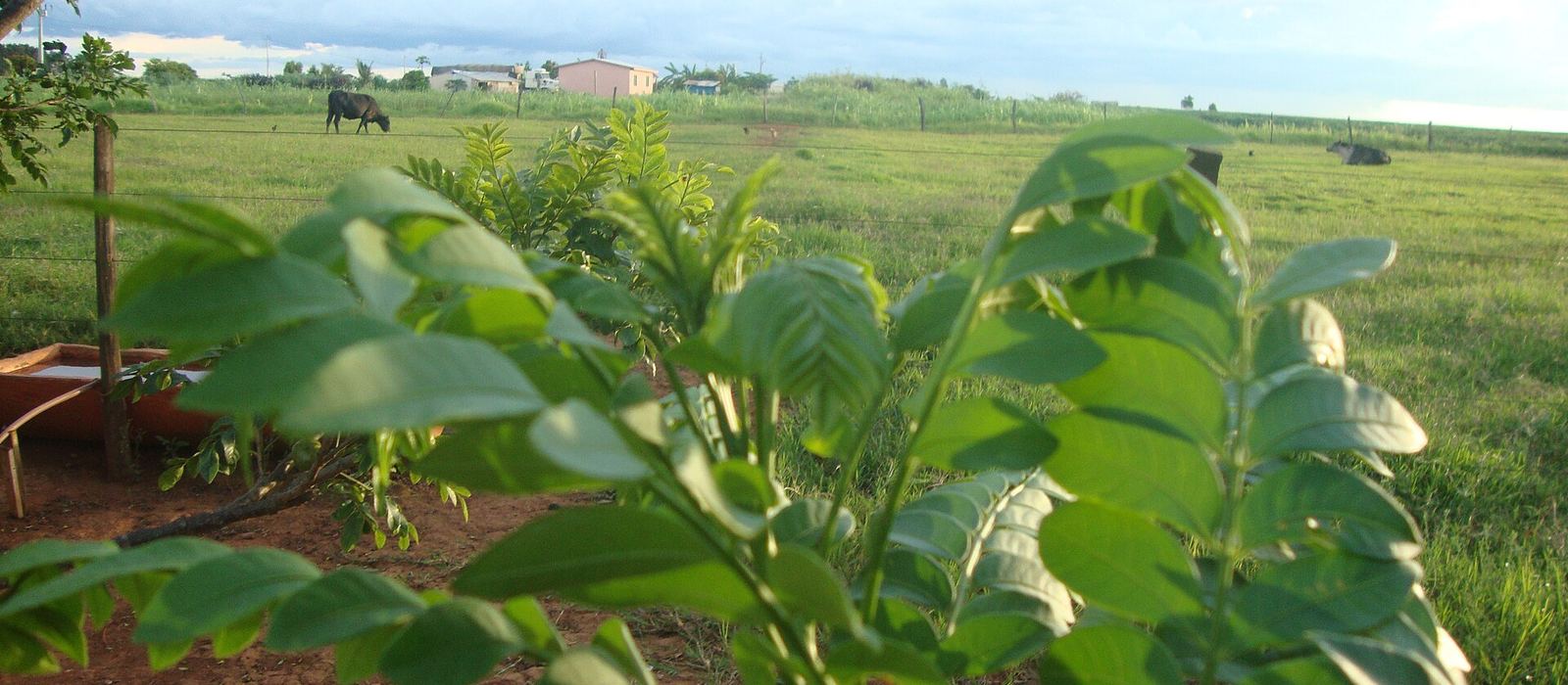 Paisagem de Campo Verde