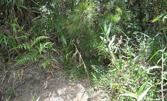Trilha de acesso ao Alicate, em Petrópolis