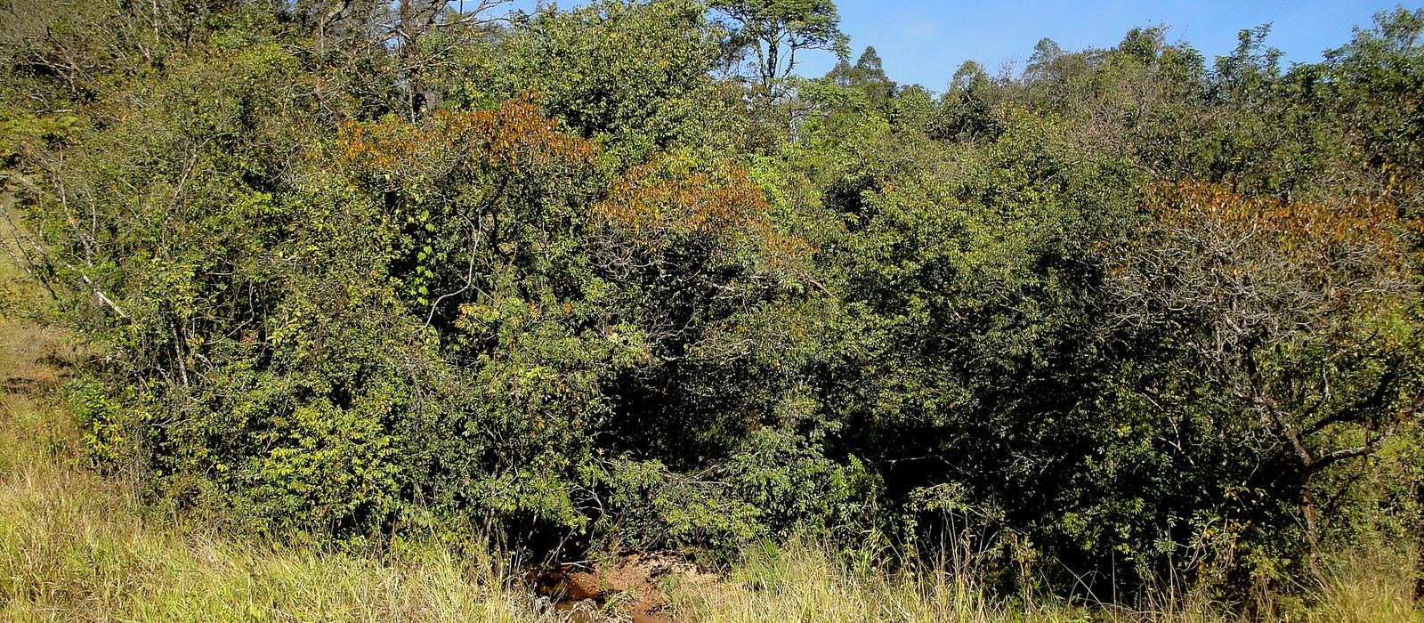 Paisagem de Patrocínio Paulista
