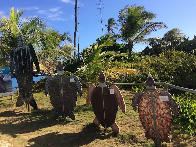Silhuetas em tamanho real das espécies de tartaruga marinha, na base de Arembepe